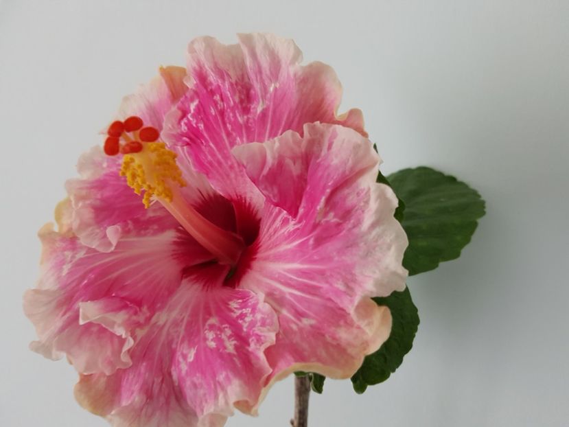  - HIBISCUS 2019
