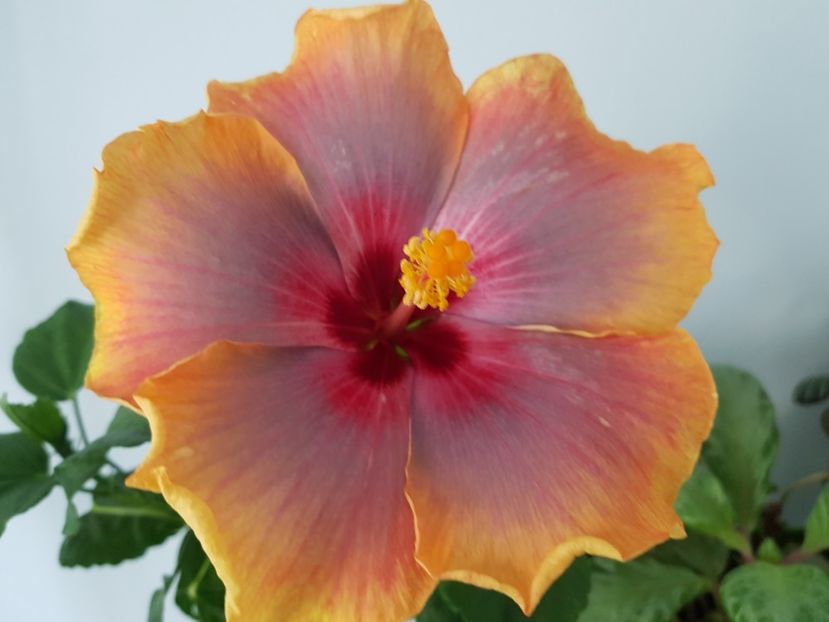  - HIBISCUS 2019