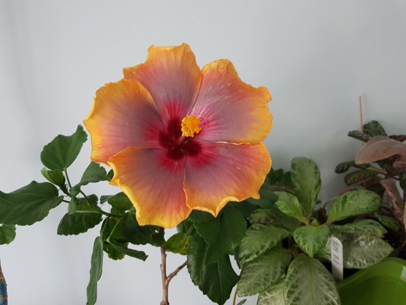  - HIBISCUS 2019