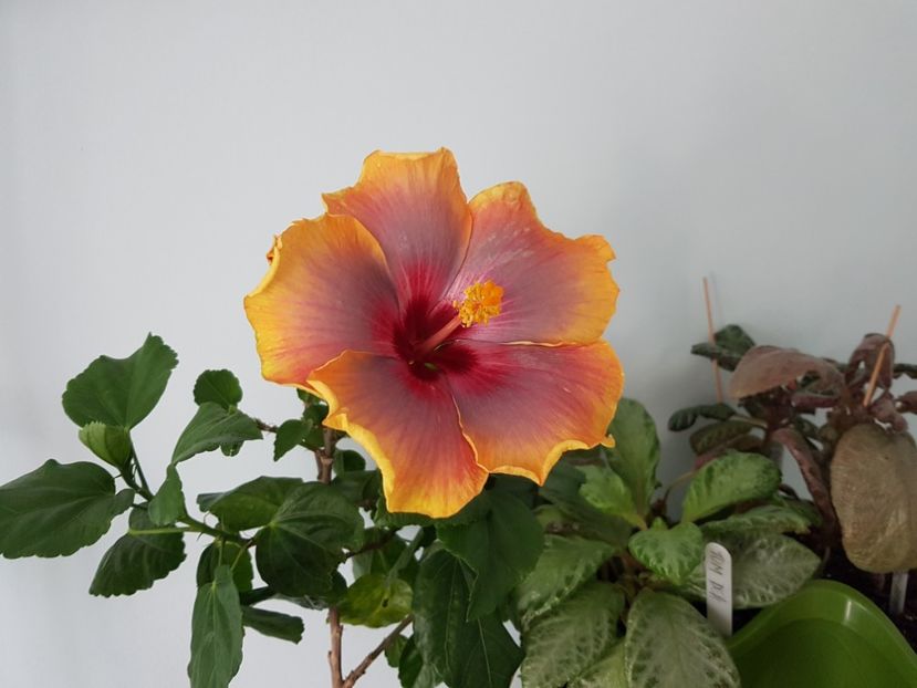  - HIBISCUS 2019