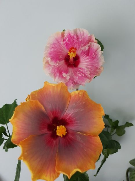  - HIBISCUS 2019