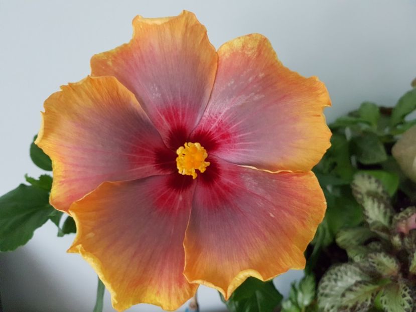  - HIBISCUS 2019