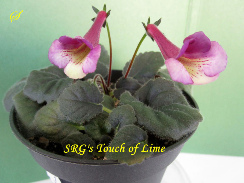 SRG s Touch of Lime(4-04-2019) - Sinningii 2019