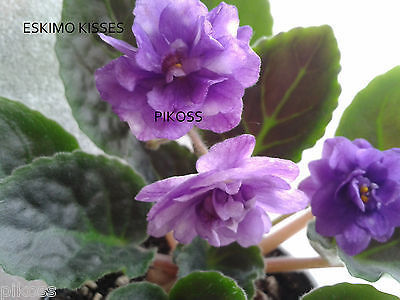 Esckimo Kisses - violete fermagrama