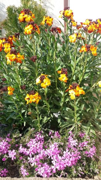 Micsunele si phlox pitic - Gradina 2019