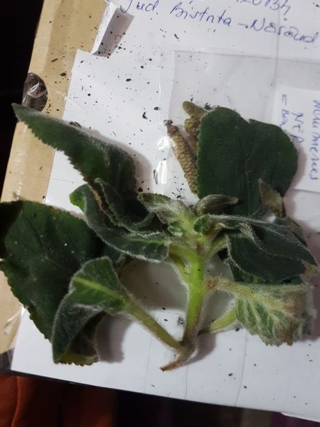  - Jardin du Monet primit