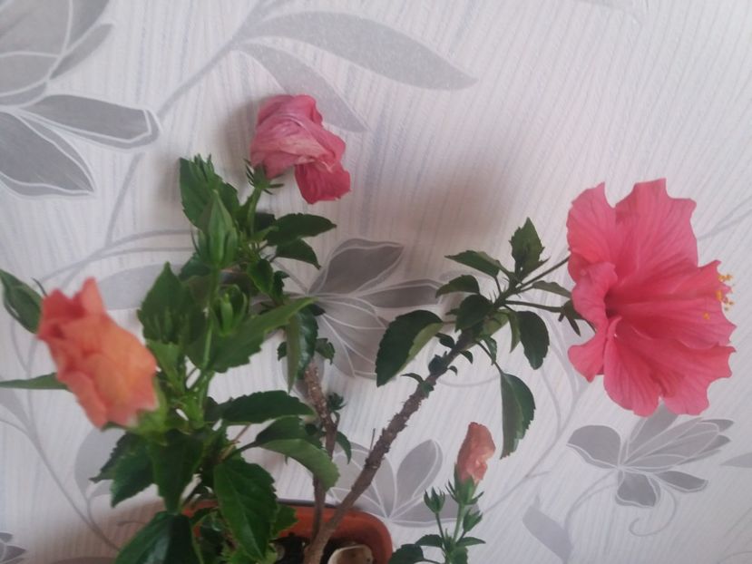  - Florile mele aprilie 2019