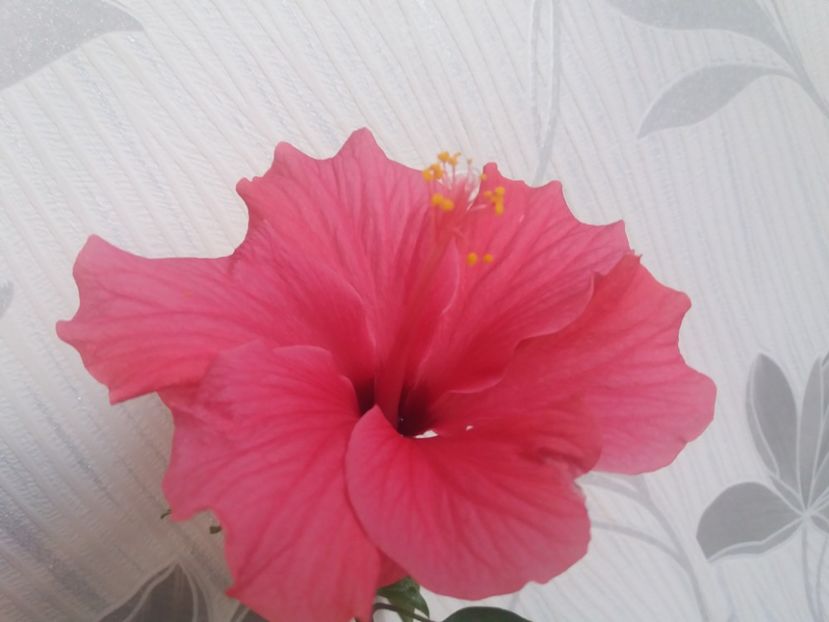  - Florile mele aprilie 2019