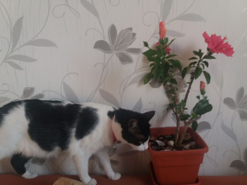  - Florile mele aprilie 2019