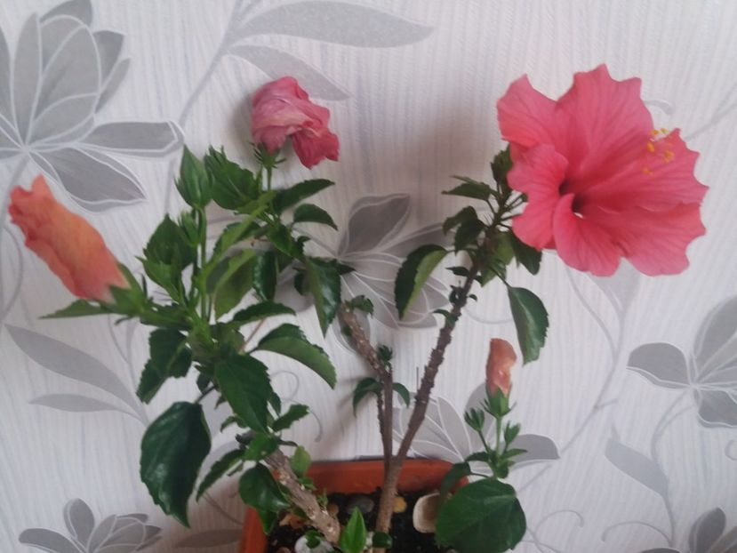  - Florile mele aprilie 2019