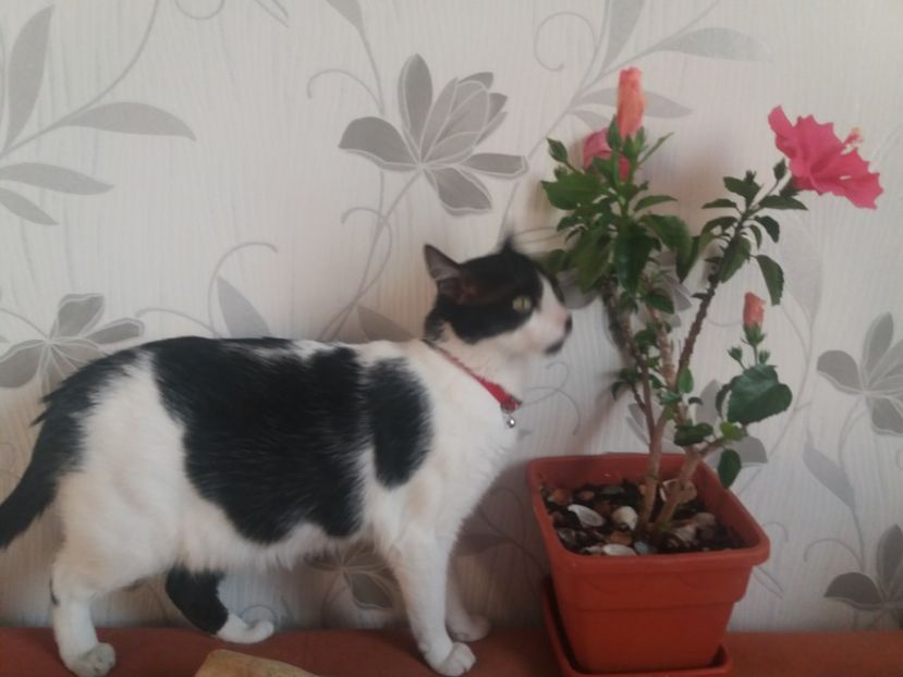  - Florile mele aprilie 2019