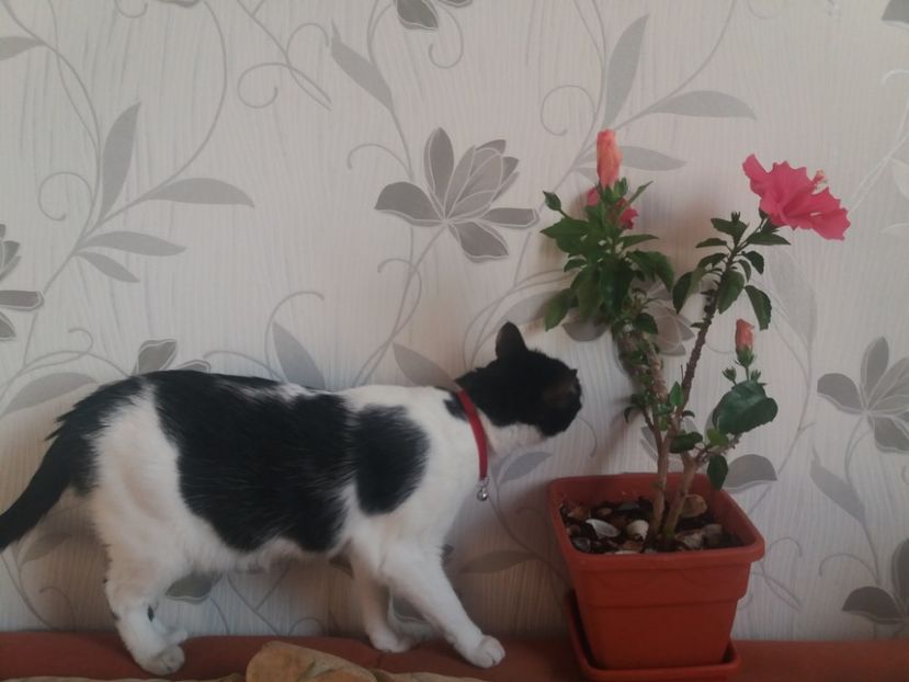  - Florile mele aprilie 2019