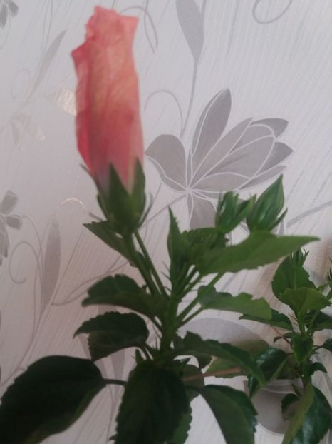  - Florile mele aprilie 2019