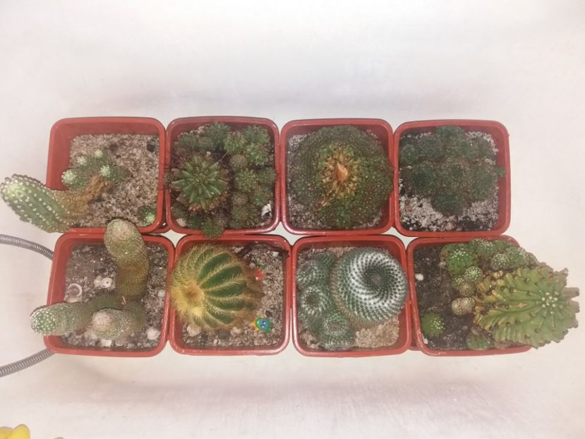  - Florile mele aprilie 2019