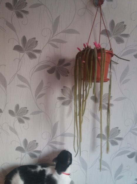  - Florile mele aprilie 2019