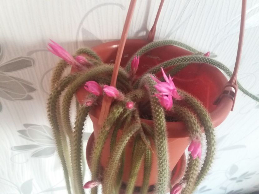  - Florile mele aprilie 2019