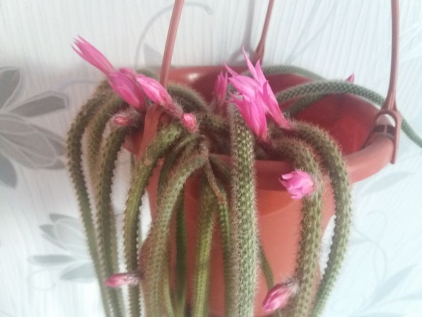  - Florile mele aprilie 2019