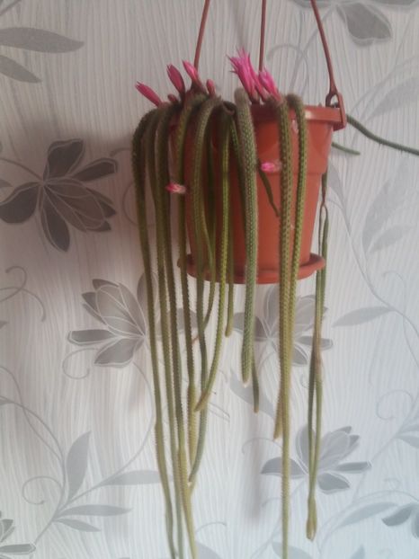  - Florile mele aprilie 2019