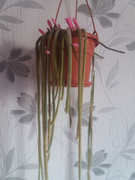  - Florile mele aprilie 2019