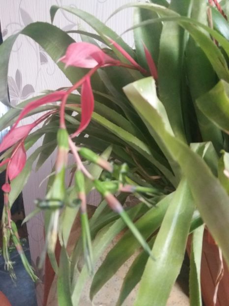  - Florile mele aprilie 2019