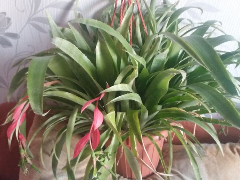  - Florile mele aprilie 2019