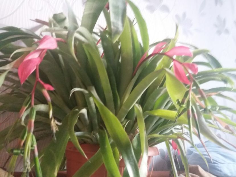  - Florile mele aprilie 2019