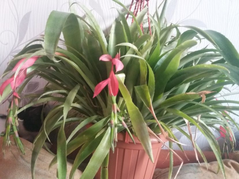  - Florile mele aprilie 2019