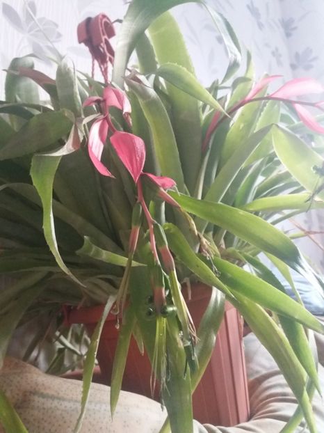  - Florile mele aprilie 2019