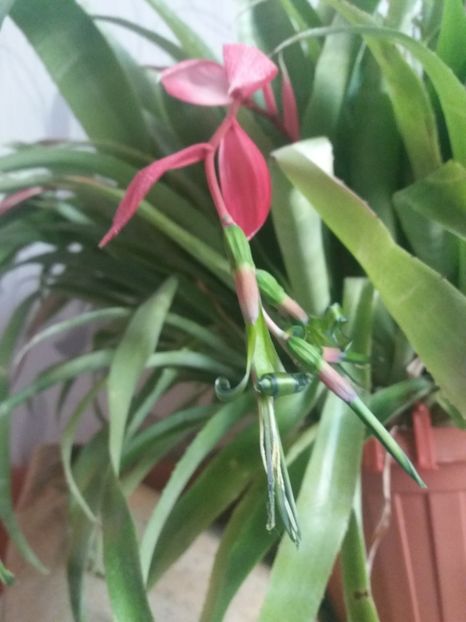  - Florile mele aprilie 2019