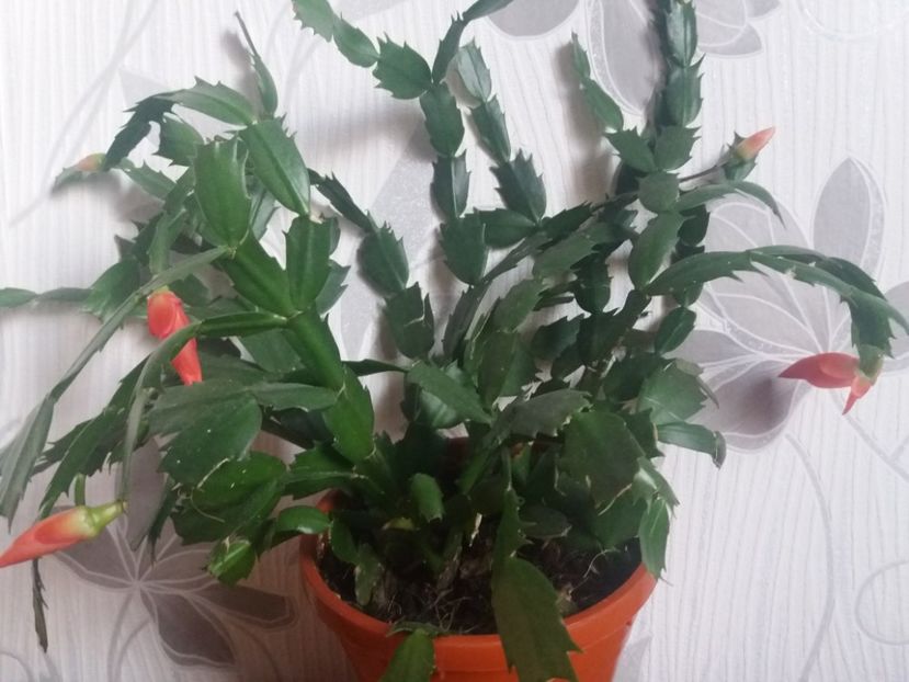  - Florile mele aprilie 2019