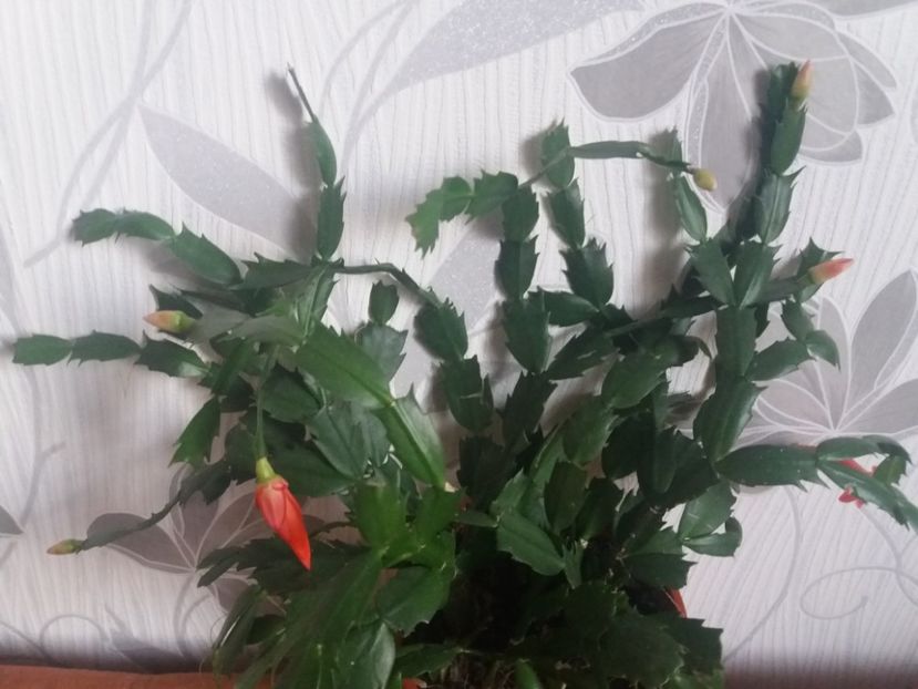  - Florile mele aprilie 2019