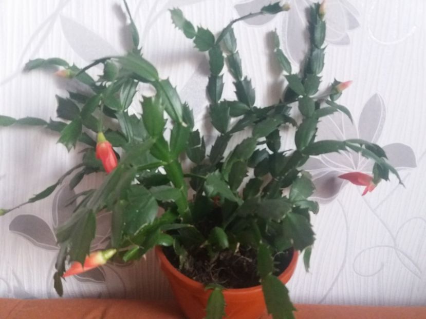  - Florile mele aprilie 2019