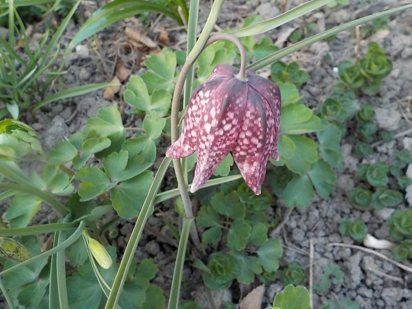 - fritillaria meleagris