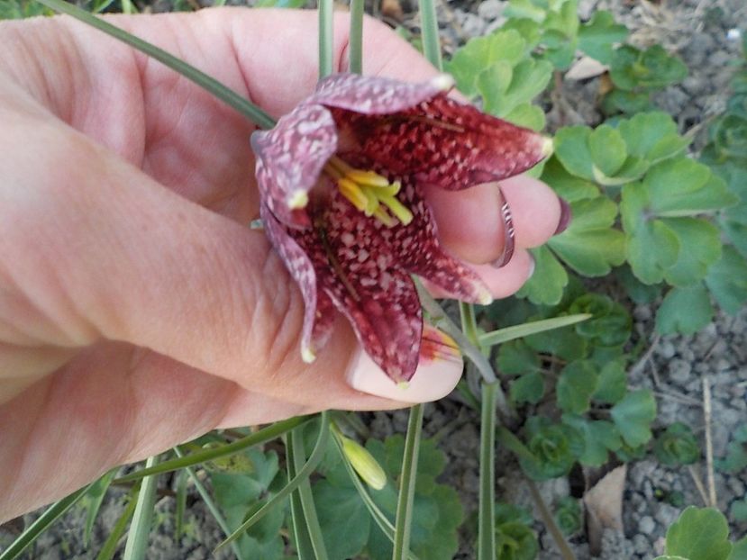  - fritillaria meleagris