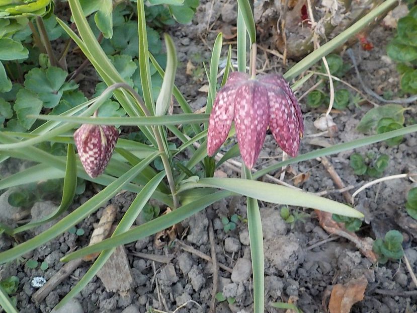  - fritillaria meleagris