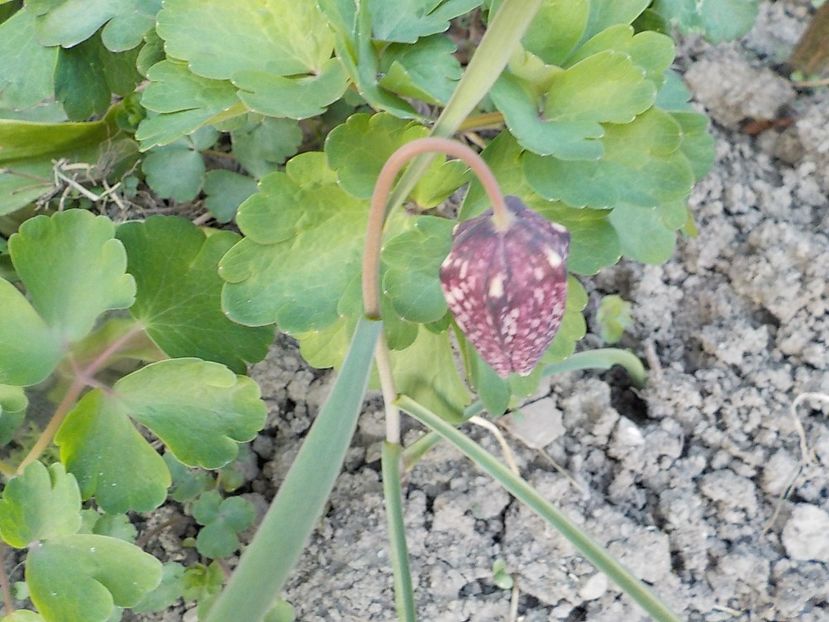  - fritillaria meleagris