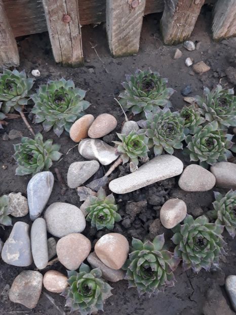 Sempervivum - Agave