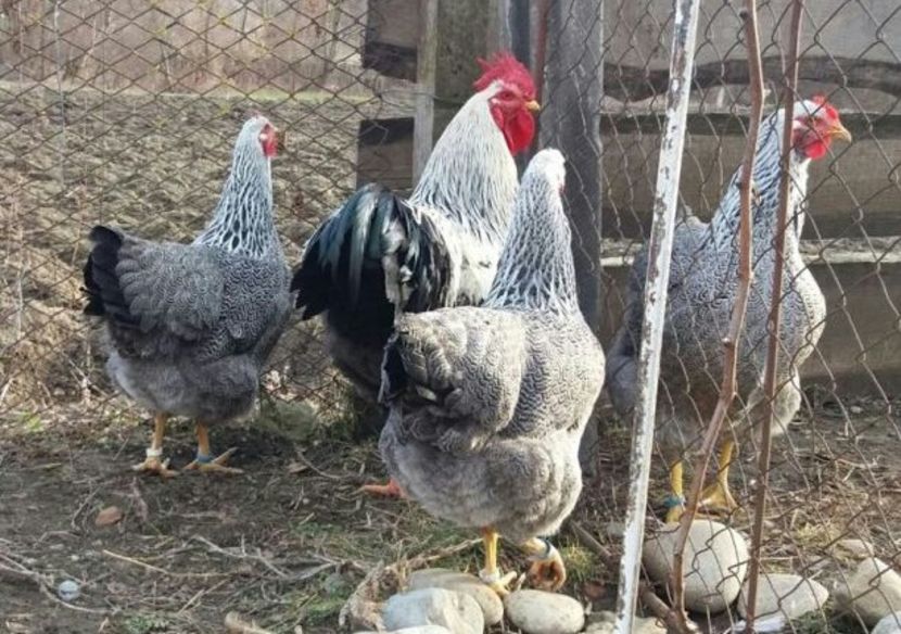  - 1 Plymouth rock silver 2012-2021 arhiva