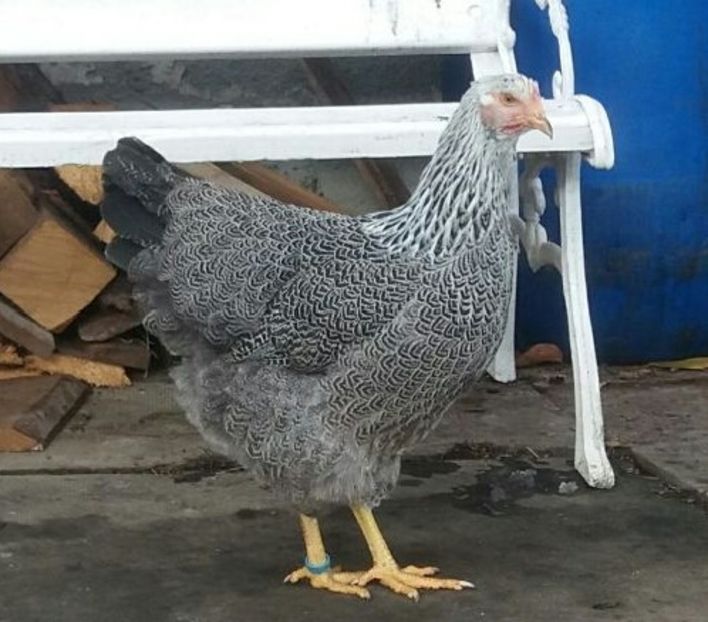  - 1 Plymouth rock silver 2012-2021 arhiva