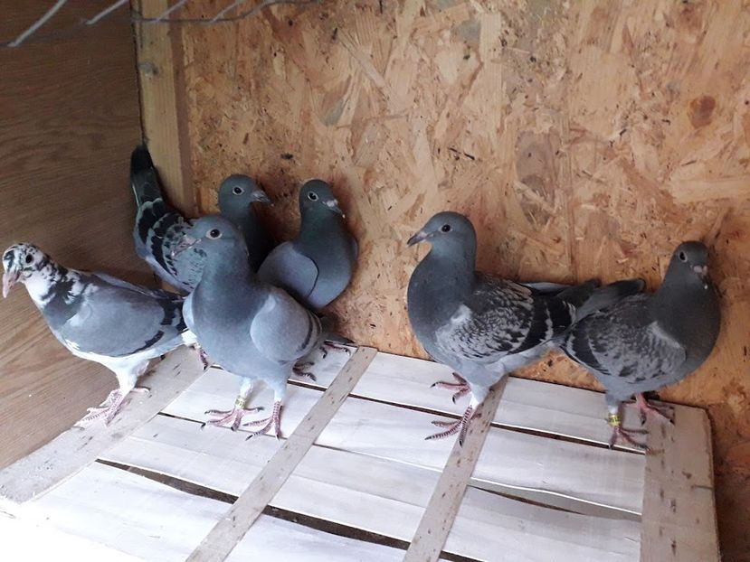  - 2019 Columbodrom Suprem