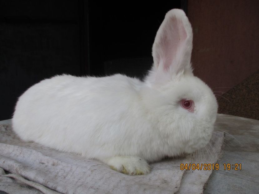  - Neozeelandez fem 3