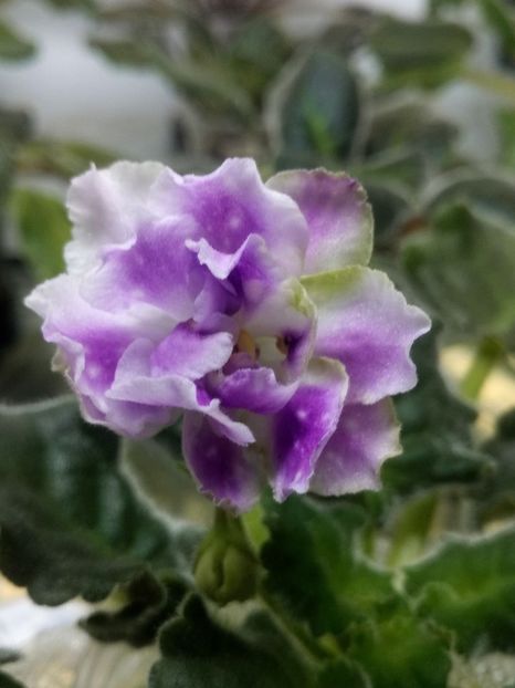 30 martie - ZZ RS Dikij Les