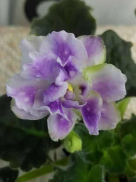 30 martie - ZZ RS Dikij Les