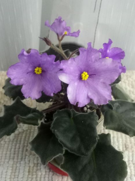 30 martie - ZZ RS Gnomiki