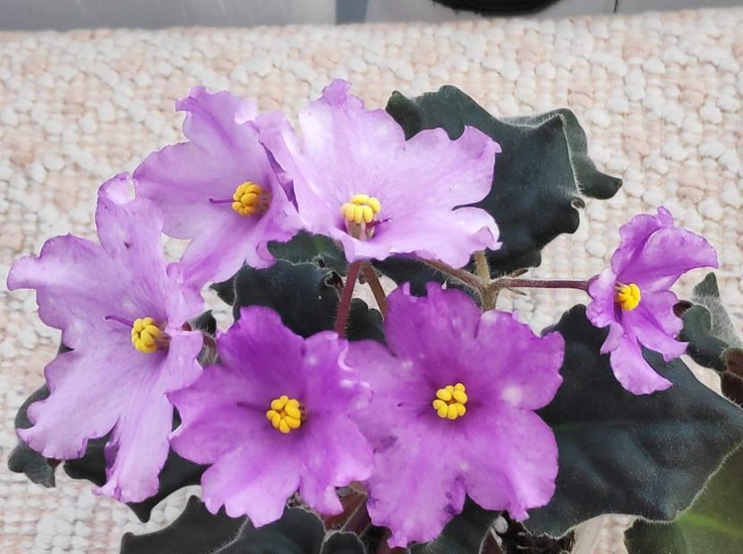 4 apr - ZZ RS Gnomiki