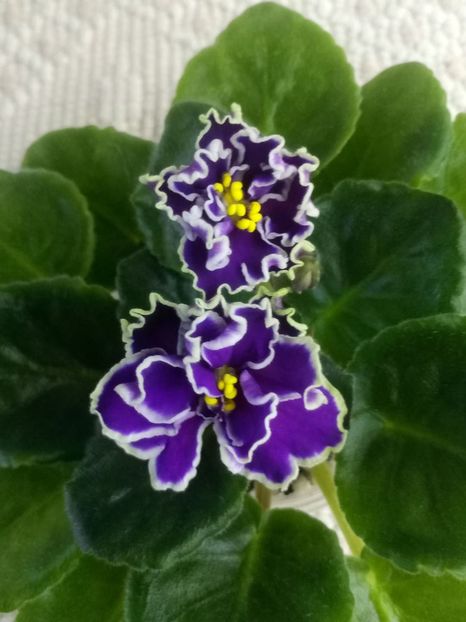 30 martie - ZZ LE Fandango