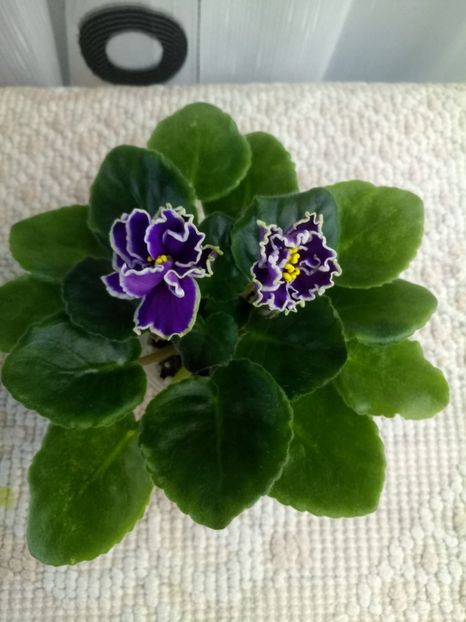 30 martie - ZZ LE Fandango