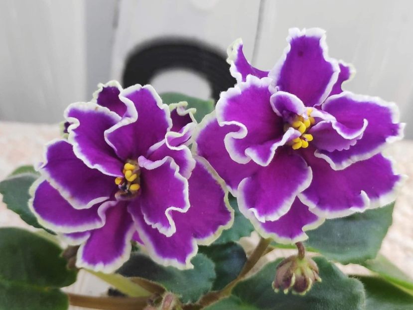 4 apr - ZZ LE Fandango