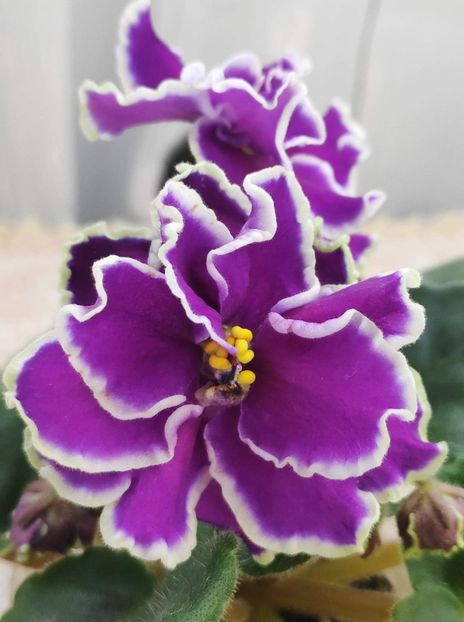 4 apr - ZZ LE Fandango