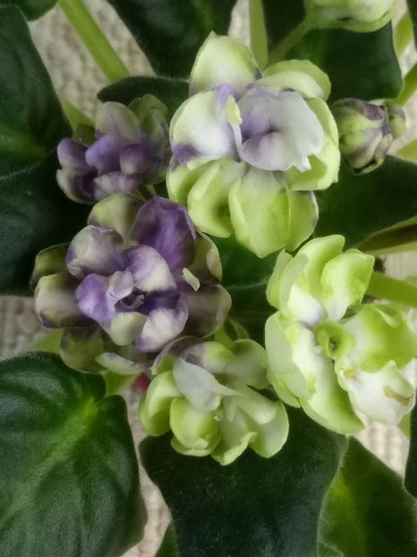 30 martie - ZZ TV Dikaja Slyva - TV Wild Plum